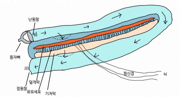 달팽이관, 청주보청기